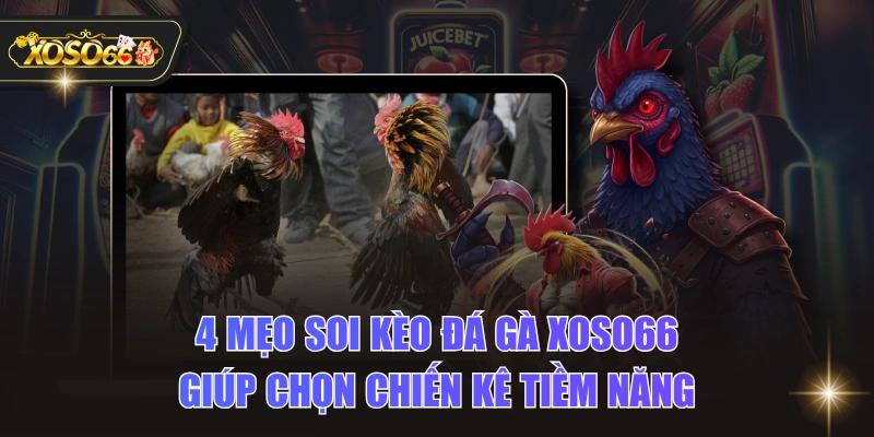 4 Mẹo Soi Kèo Đá Gà XOSO66 Giúp Chọn Chiến Kê Tiềm Năng