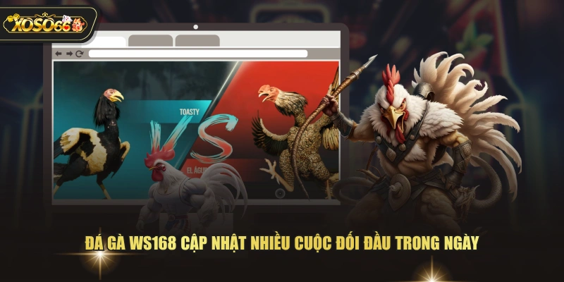 Đá gà WS168 cập nhật nhiều cuộc đối đầu trong ngày