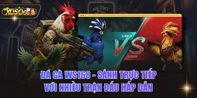 Đá Gà WS168 - Sảnh Trực Tiếp Với Nhiều Trận Đấu Hấp Dẫn