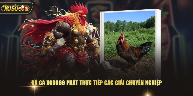 Đá gà XOSO66 phát trực tiếp các giải chuyên nghiệp