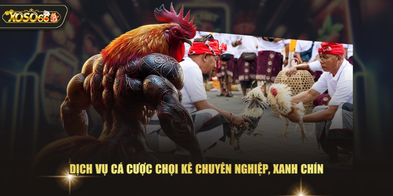Dịch vụ cá cược chọi kê chuyên nghiệp, xanh chín