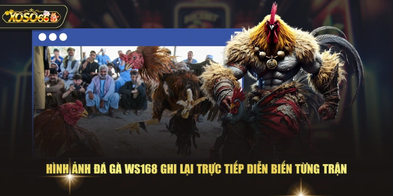 Hình ảnh đá gà WS168 ghi lại trực tiếp diễn biến từng trận