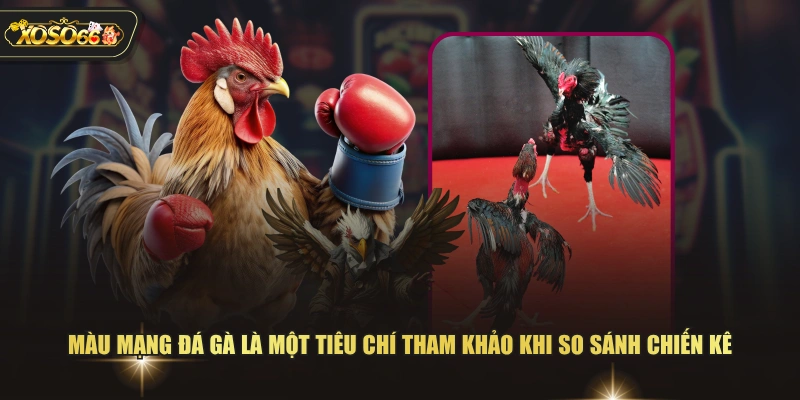 Màu mạng đá gà là một tiêu chí tham khảo khi so sánh chiến kê