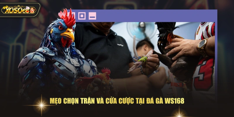 Mẹo chọn trận và cửa cược tại đá gà WS168 