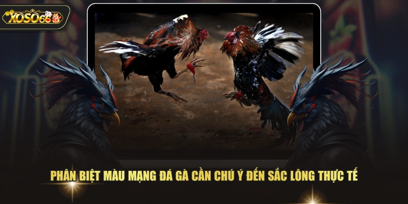 Phân biệt màu mạng đá gà cần chú ý đến sắc lông thực tế 