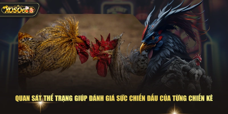 Quan sát thể trạng giúp đánh giá sức chiến đấu của từng chiến kê