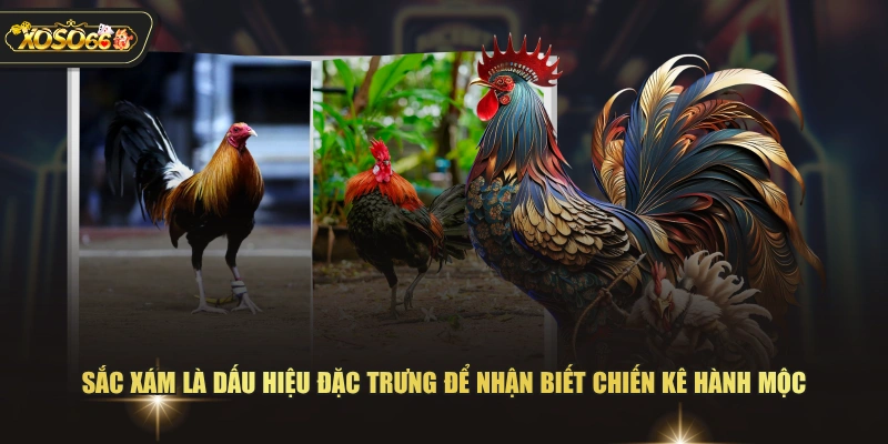 Sắc xám là dấu hiệu đặc trưng để nhận biết chiến kê hành Mộc 