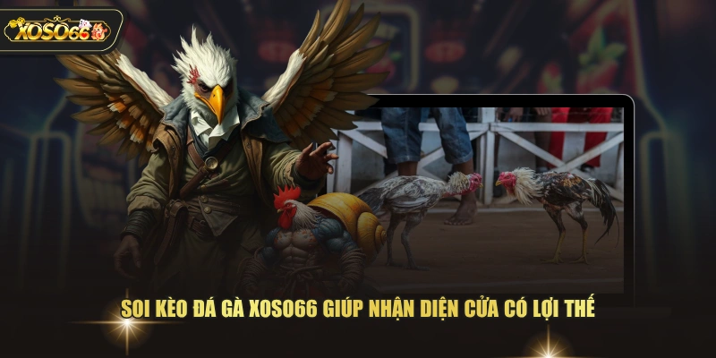 Soi kèo đá gà XOSO66 giúp nhận diện cửa có lợi thế